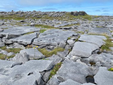 Inishmore, İrlanda 'nın batı kıyısındaki Aran Adaları' nda.