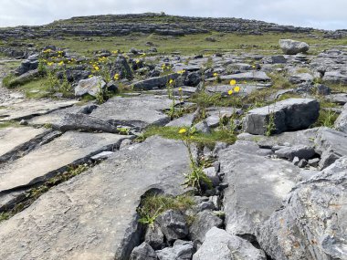 Inishmore, İrlanda 'nın batı kıyısındaki Aran Adaları' nda.