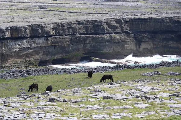 Inishmore, İrlanda 'nın batı kıyısındaki Aran Adaları' nda.
