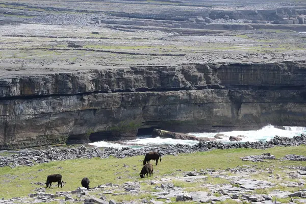Inishmore, İrlanda 'nın batı kıyısındaki Aran Adaları' nda.