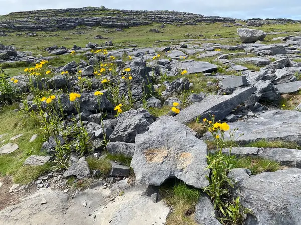 Inishmore, İrlanda 'nın batı kıyısındaki Aran Adaları' nda.