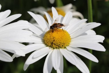 Bir çiçeğin nektarını toplayan arıya yakın çekim