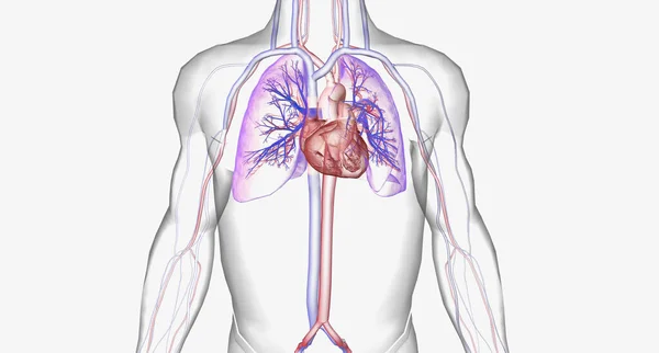 The cardiovascular system consists of the heart and blood vessels (arteries and veins) 3D rendering