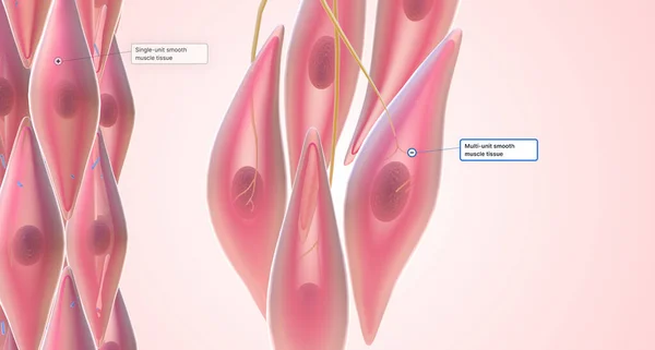 The Types of Smooth Muscle 3D rendering
