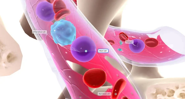Hematopoiesis is the development of new blood cells. It occurs within the bone marrow.3D rendering