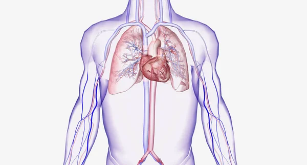The cardiovascular system consists of the heart and blood vessels (arteries and veins) 3D rendering