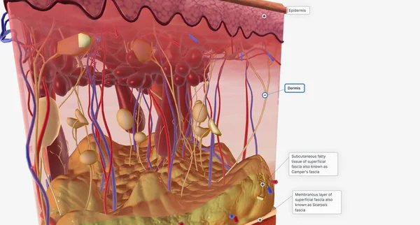 The skin is made up of several layers of tissue. The most superficial layer is called the epidermis. 3D rendering
