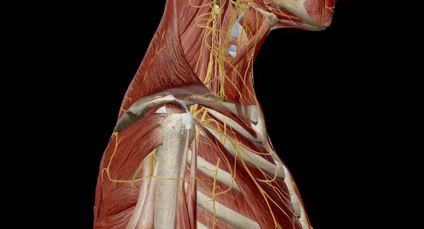 The brachial plexus is a network of nerves formed by the anterior rami of the lower four cervical nerves and first thoracic nerve 3D rendering