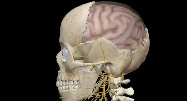 Cross section of the brain inside the skull 3D rendering