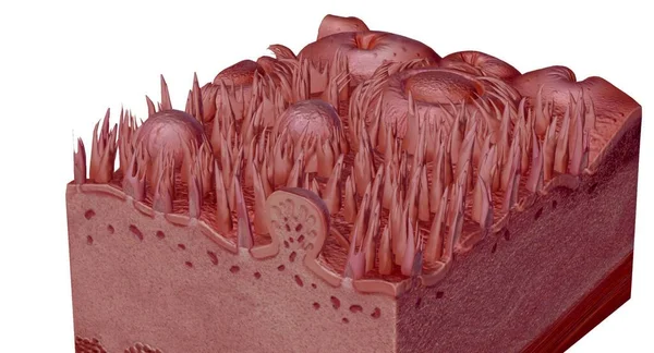 Human tongue cross section showing its different anatomical ps. 3D rendering
