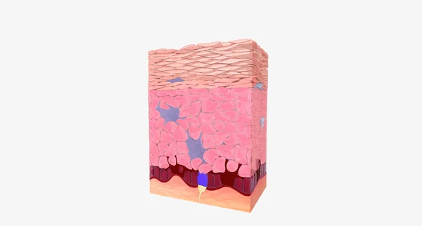 Epidermis is the outermost layer of skin and is primarily comprised of keratinocytes cells that produce the protein keratin.3D rendering