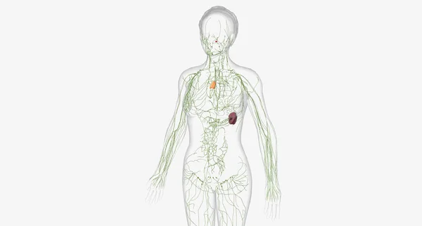 lymphatic system is a network of organs, tissues, vessels, and nodes that filter and circulate lymph throughout the body 3D rendering