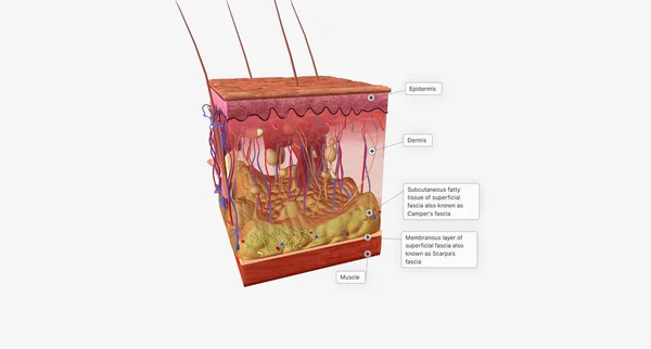 The skin is made up of several layers of tissue. The most superficial layer is called the epidermis. 3D rendering