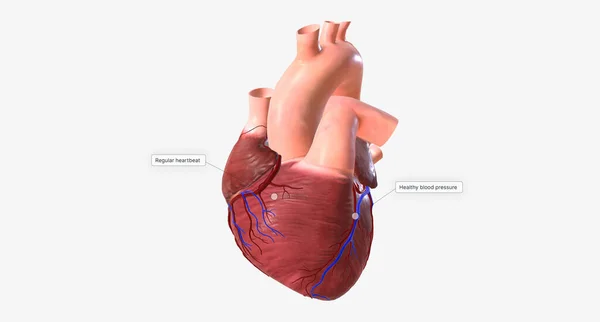 Effects Of Beta Blockers on Cardiovascular System 3D rendering