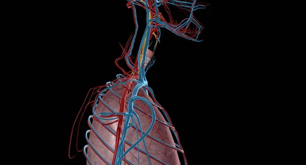 The vagus nerve is an important part of the parasympathetic nervous system, which is responsible for calming the body and is effective on functions such as breathing, digestion and heartbeat 3D rendering