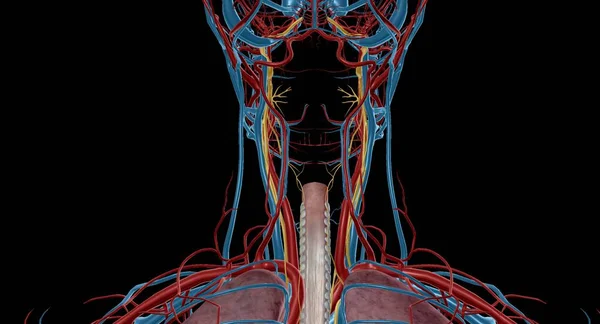 The vagus nerve is an important part of the parasympathetic nervous system, which is responsible for calming the body and is effective on functions such as breathing, digestion and heartbeat 3D rendering