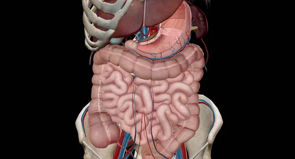 The lower GI tract consists of the large intestine and the anus. The large intestine absorbs water and changes the waste products of the digestive process from liquid into formed stool 3D rendering