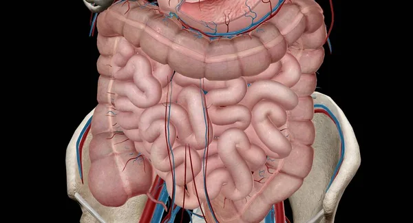 The lower GI tract consists of the large intestine and the anus. The large intestine absorbs water and changes the waste products of the digestive process from liquid into formed stool 3D rendering