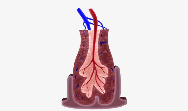 The spleen supports the lymphatic system by filtering blood and producing white blood cells, or lymphocytes 3D rendering