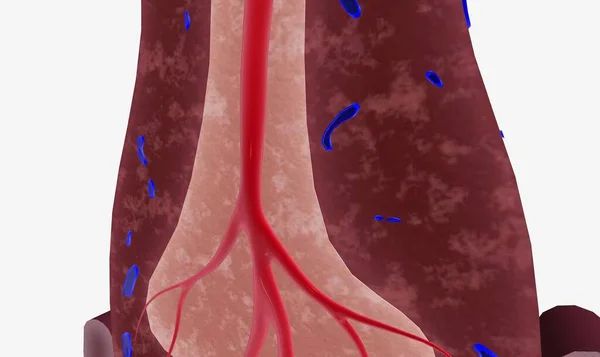 The spleen supports the lymphatic system by filtering blood and producing white blood cells, or lymphocytes 3D rendering