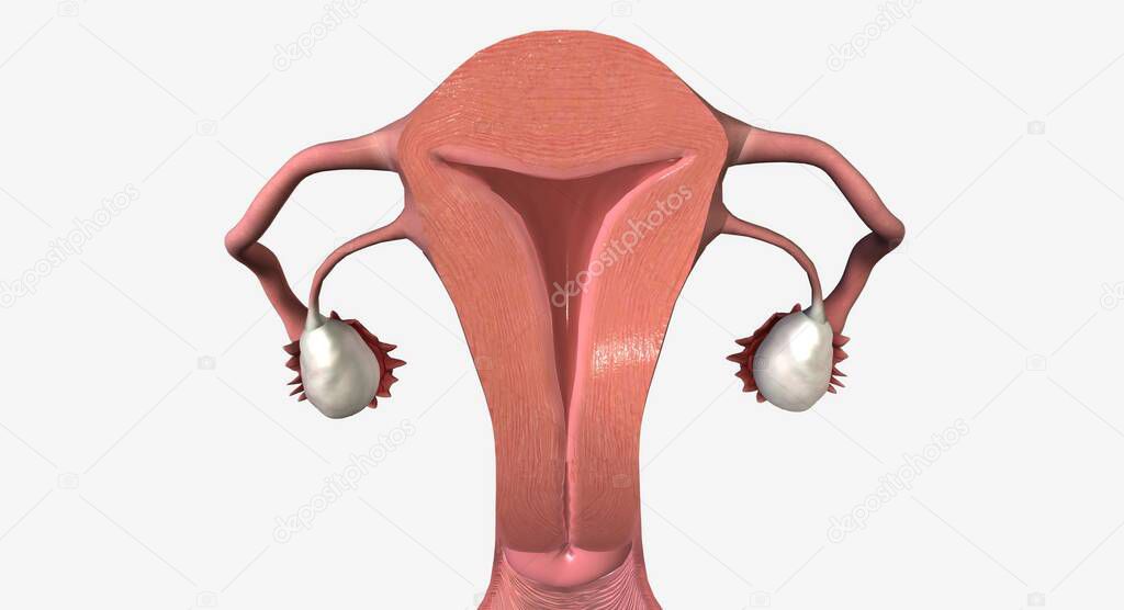 Ubicado Dentro De La Pelvis El Sistema Reproductor Femenino Incluye órganos Y Estructuras 8348