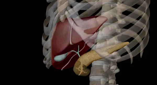 As an endocrine organ, the pancreas secretes the hormones insulin and glucagon. The liver secretes insulin like growth factors in response to stimulation by growth hormone. 3D rendering