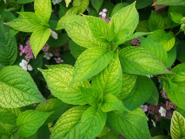 Ortanca çiçeklerinin yeşil yaprakları