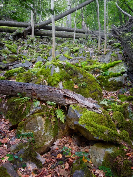 Árboles Caídos Ladera Montaña — Foto de Stock