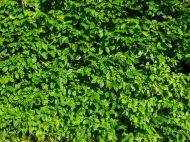 Yeşil yapraklarla kaplanmış.