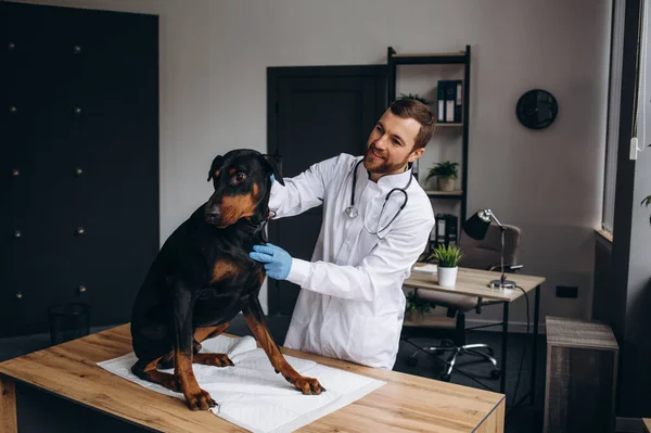 Happy veterinarians examining dog in clinic.