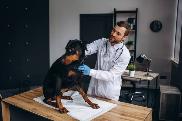 Veterinary inspection dog doberman