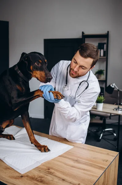 Veterinary inspection dog doberman