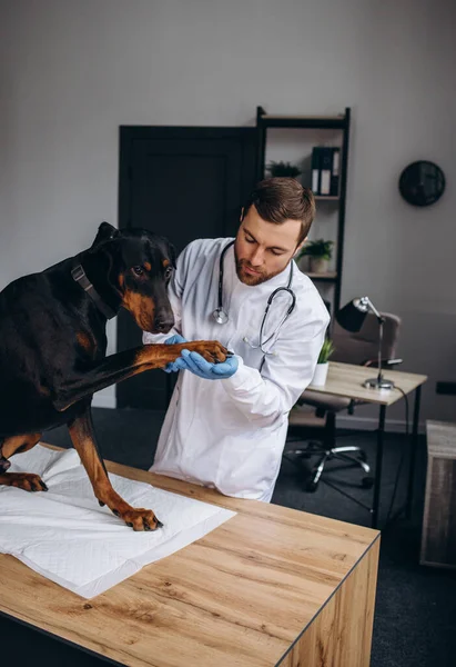 Veterinarian looks at the dog\'s skin and fur to check health and hygiene while patient lying and relax on table in vet clinic. Looking at camera.