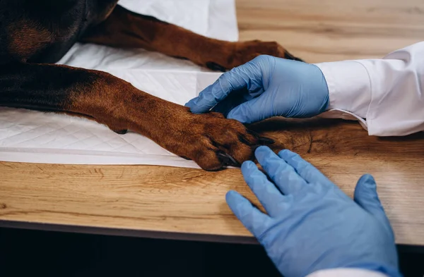 Veterinary doctor examines the dog\'s paw