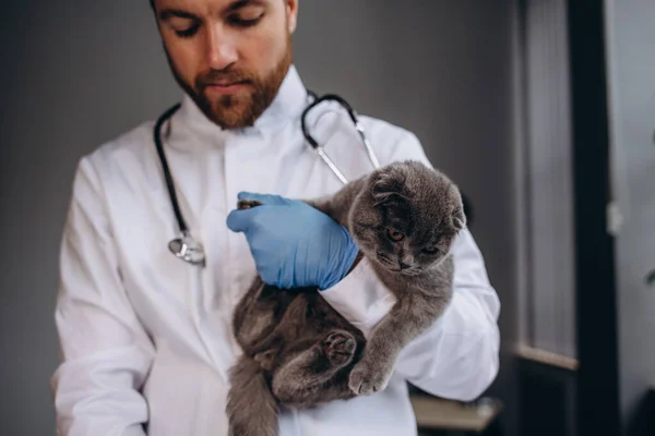 Vet examining cat. Kitten at veterinarian doctor. Animal clinic. Pet check up and vaccination. Health care for cats.