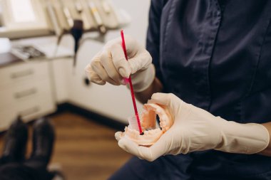 Eldivenli kadın diş hekimi bir çene modelinde diş fırçasını düzgün ve doğru şekilde nasıl temizleyeceğini gösteriyor.