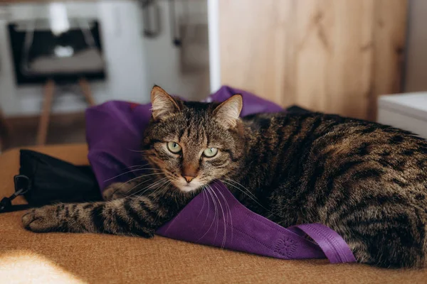 Розслаблений Домашній Кіт Вдома Приміщенні — стокове фото