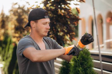 Yakışıklı genç adam bahçede makas ile thuja kırpma.