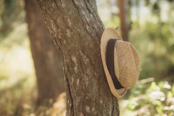 Ein Geflochtener Holzhut Hängt Einem Baum — Stockfoto