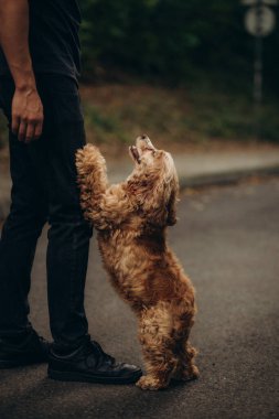 Cocker köpeği sahibinin bacağına sarılır.