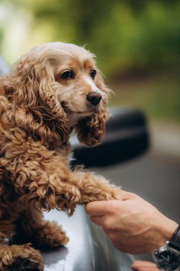 Bir erkek cocker spaniel köpeği pençesinden tutar.