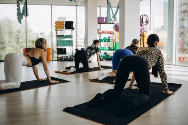 Eğitmenle yoga dersi alan bir grup genç sporcu, aşağıya doğru köpek egzersizine doğru esneme, adho mukha svanasana pozu, kapalı alanda tam boy çalışma, öğrenci eğitimi, stüdyo. Yüksek kalite fotoğraf