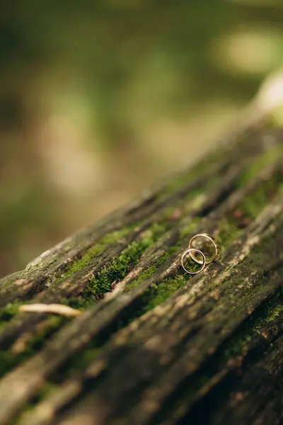 Ehering Baum Natur Hintergrund Hochwertiges Foto — Stockfoto