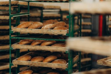Fırının fırınında bir sürü hazır taze ekmek var. Ekmek işi. Mısır gevreğinden taze ekmek ve fırından alınmış tohumlar. Sağlıklı ve besleyici yiyecekler. Ürün karbonhidrat içeriyor..