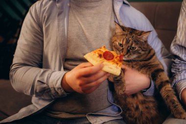 Bir kedi bir dilim pizza yer.