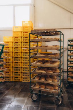 Süt ürünleri fabrikasında keçi peynirinin bol olduğu peynir olgunlaşma deposu...