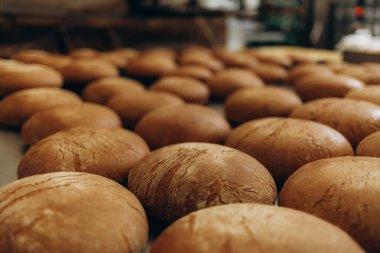 Bir sürü ekmek rafta taşınmaya hazırlanıyor. Taze ürünleri olan ekmek fırını gıda fabrikası üretimi. Otomatik fırın ürünleri üretimi.