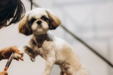 Profesyonel tımarcı, gülümseyen köpek labradorunda makas ve makas ile kürk kesiyor. Komik köpek kuaförde ya da veteriner kliniğinde oturuyor ve güvenilir görünüyordu.