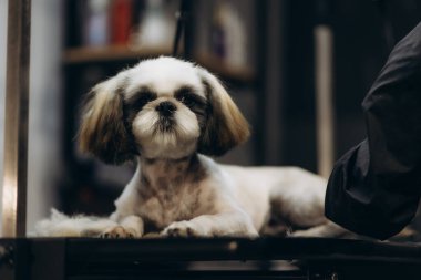 Profesyonel tımarcı, gülümseyen köpek labradorunda makas ve makas ile kürk kesiyor. Komik köpek kuaförde ya da veteriner kliniğinde oturuyor ve güvenilir görünüyordu.