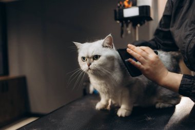 Şirin tüylü İran kedisi evcil hayvan bakım masasında rahat bir şekilde yatarken, aynı zamanda makasla yeni bir saç kesimi yaptırıyor ve evcil hayvan bakım salonundaki evcil hayvan bakım önlüğüyle Asyalı profesyonel evcil hayvan tımarcısı tarafından taranıyor..